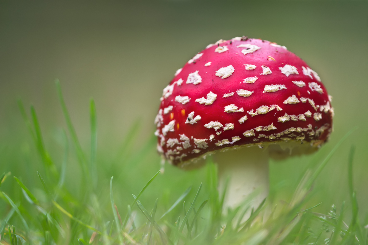 Fly Agaric 7